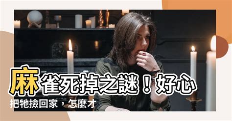 麻雀死掉怎麼辦|麻雀